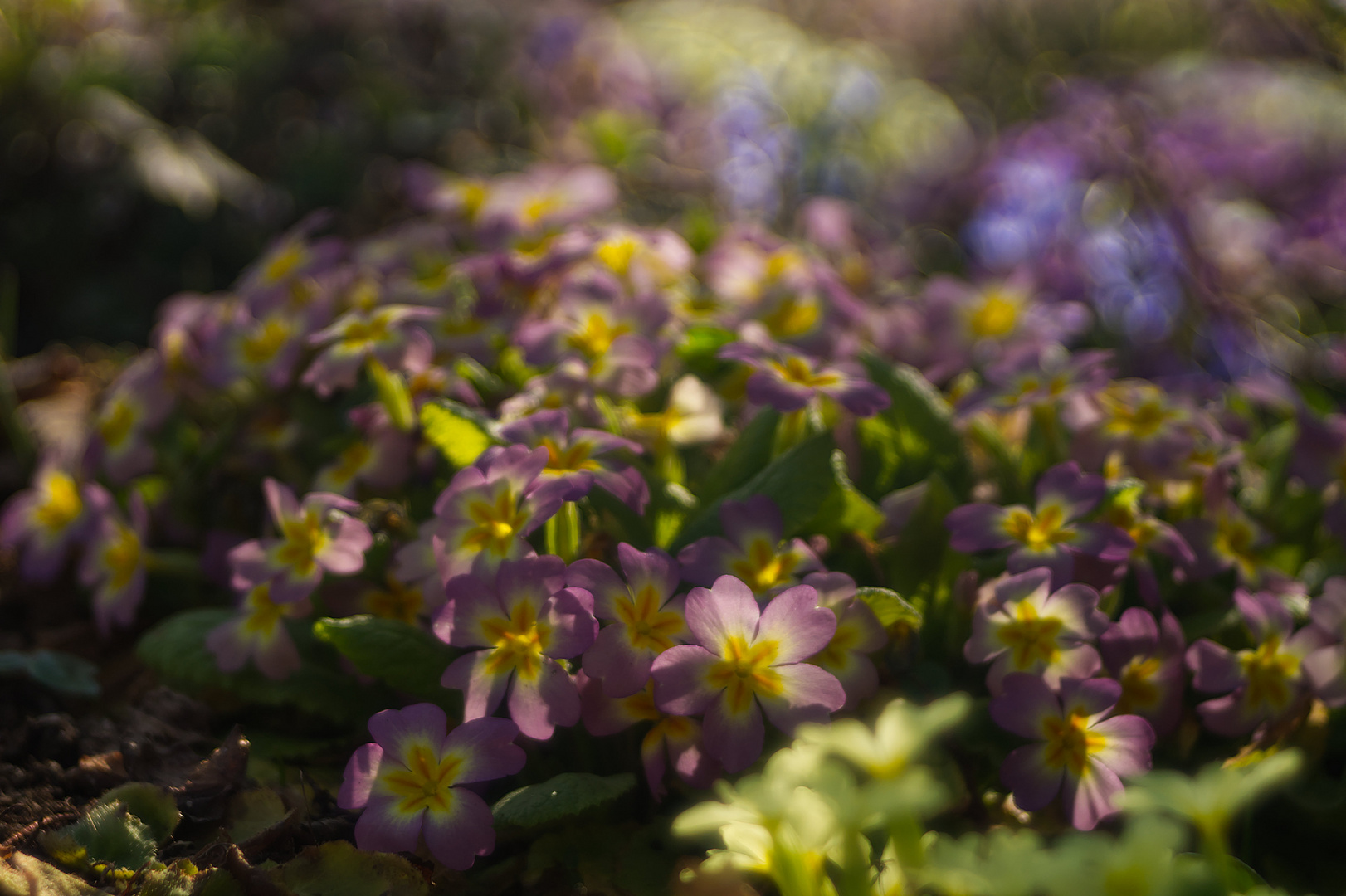 Frühling, üppig