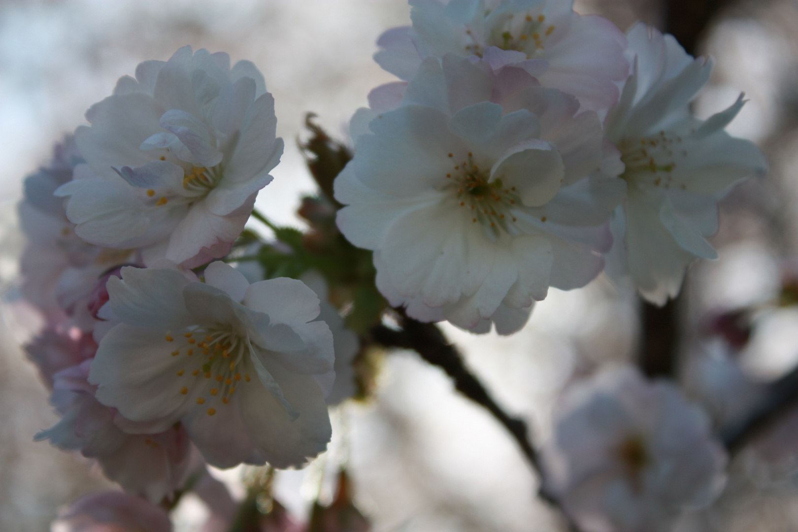 Frühling unbearbeitet