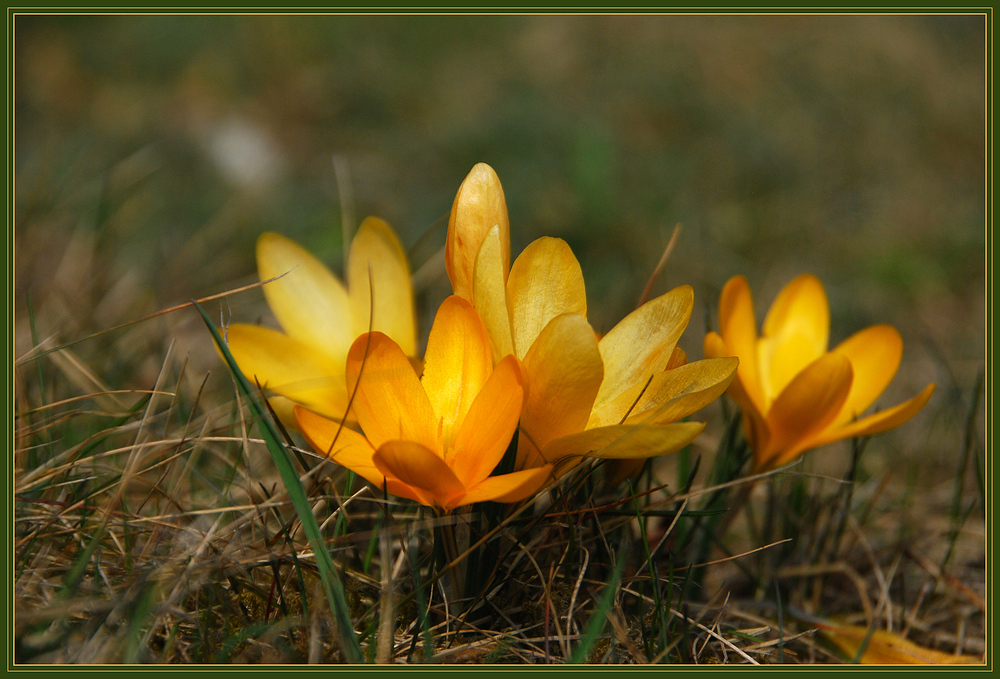 Frühling , und......