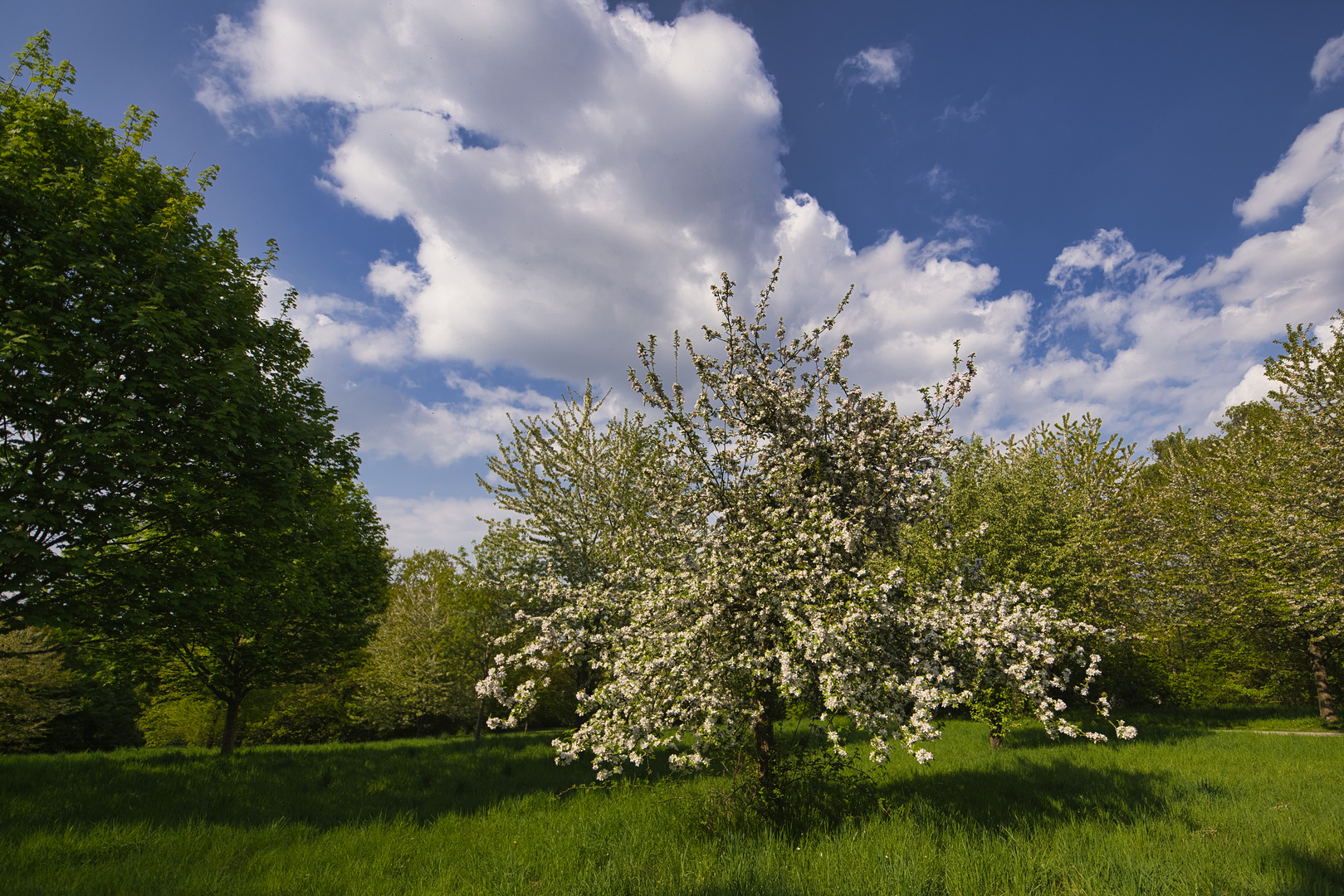 Frühling und Blüten - 2