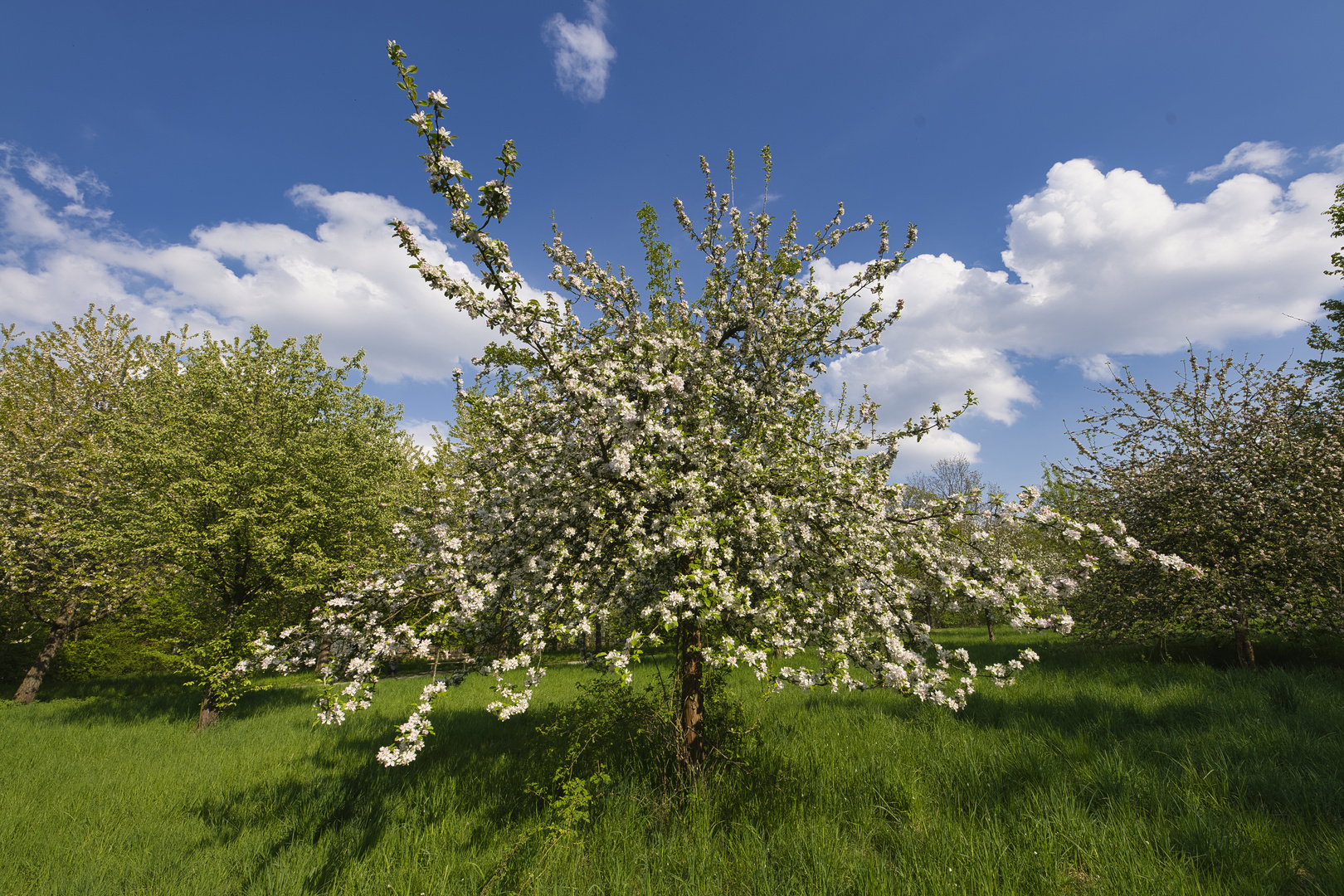 Frühling und Blüten - 3