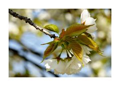 Frühling, und die Kirschen blühen endlich