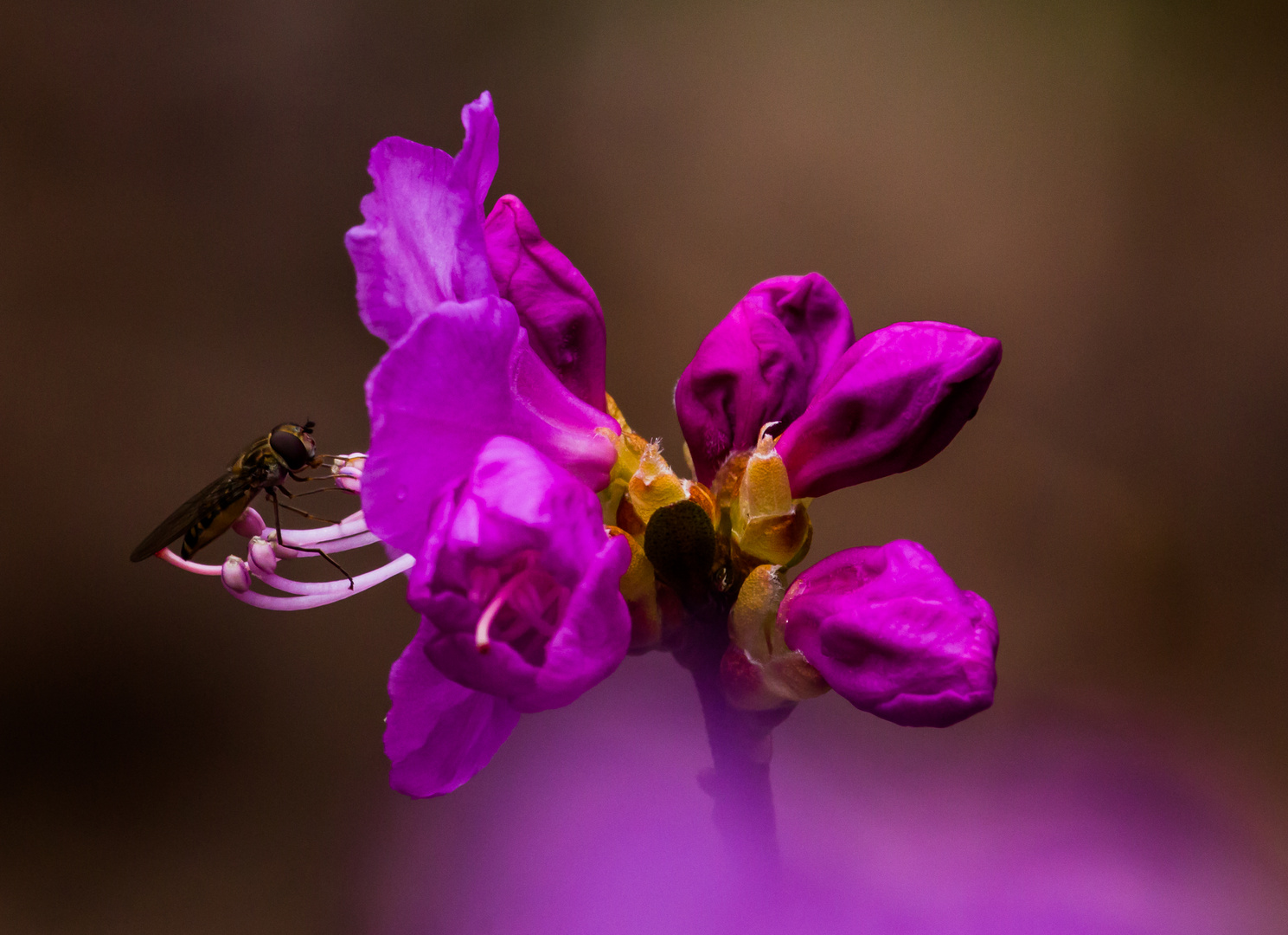 Frühling und die Schwebefliege