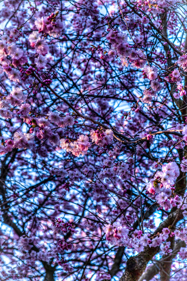 Frühling und die Welt wird Rosa