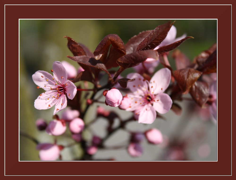 Frühling - und er kommt doch...