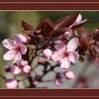 Frühling - und er kommt doch...