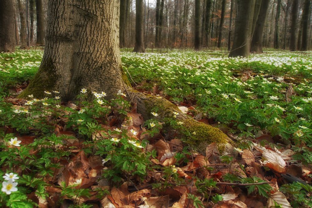 Frühling und Herbst