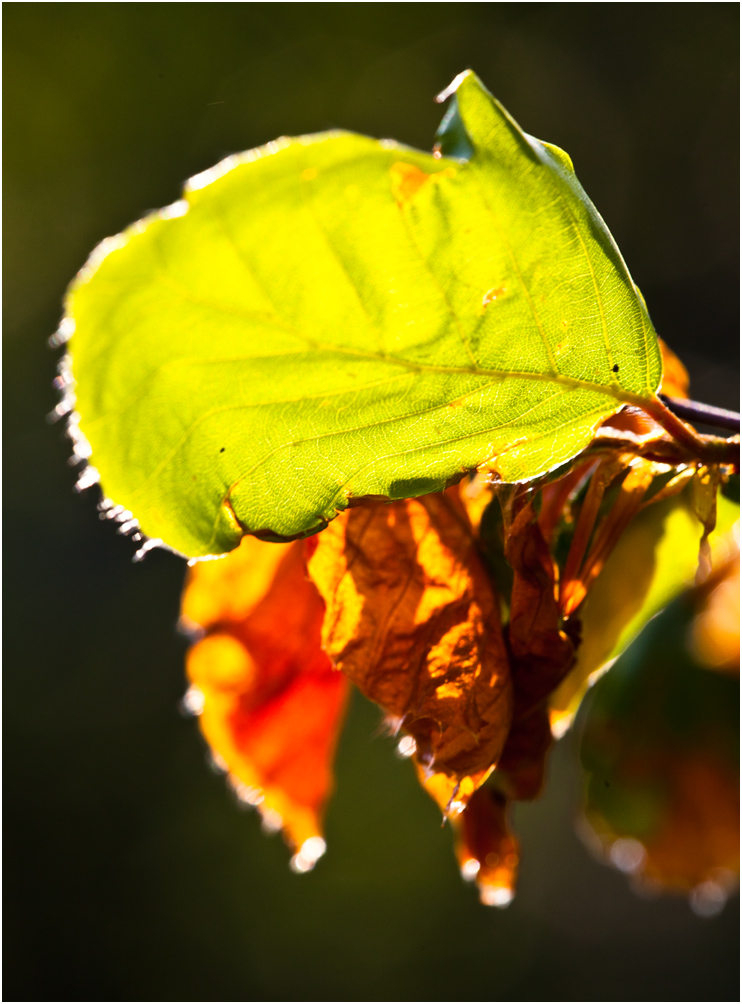 Frühling und Herbst