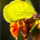 Frühling und Herbst