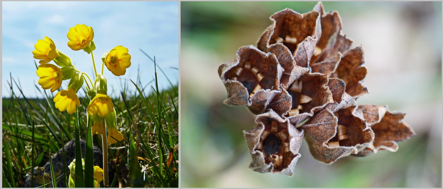 Frühling und Herbst