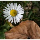 Frühling und Herbst !