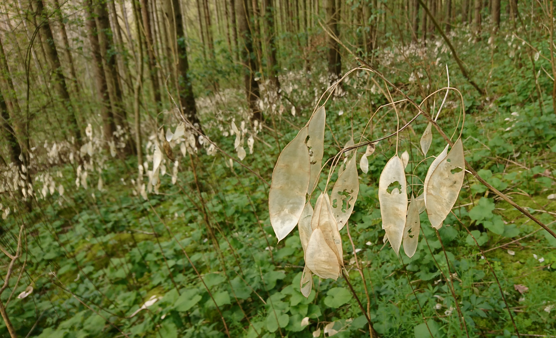 Frühling und Herbst 