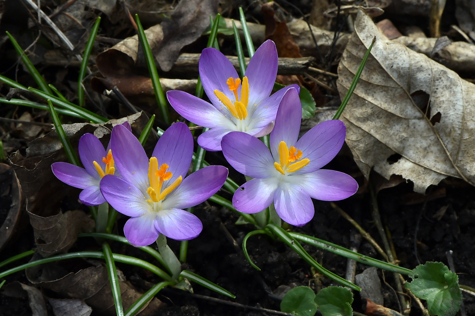 Frühling und Herbst vereint