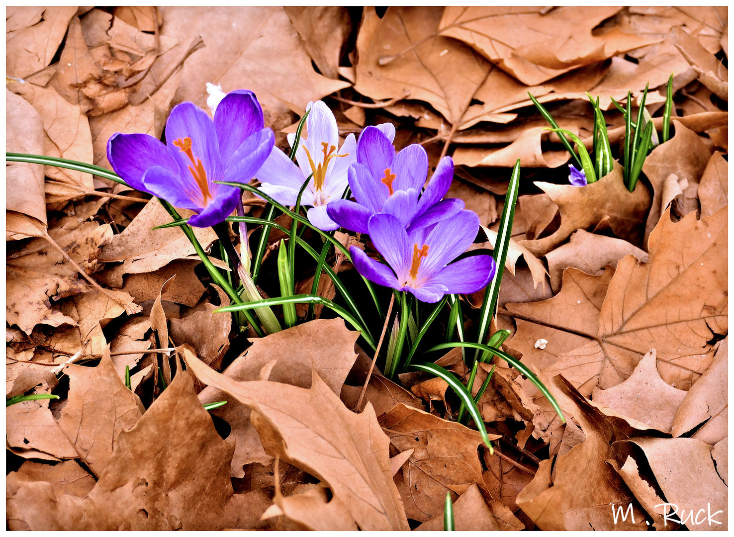 Frühling und Herbst zusammen gebracht !