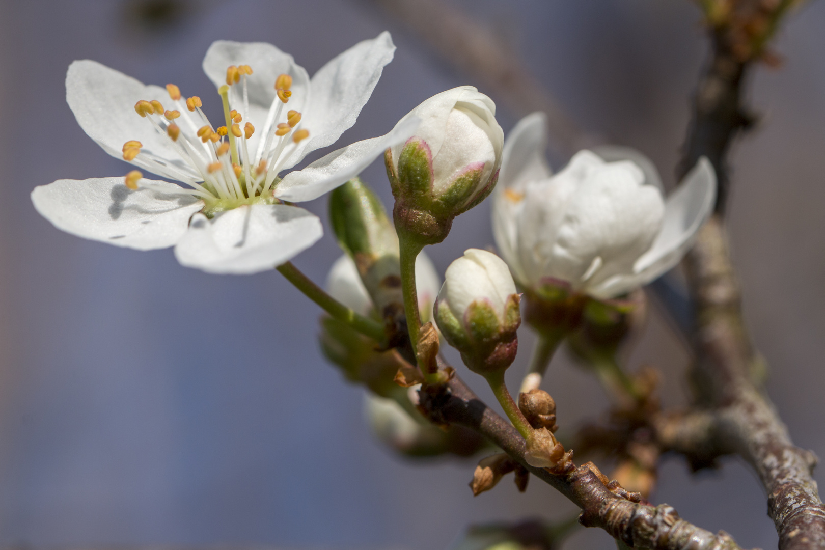 Frühling und Hoffnung