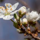 Frühling und Hoffnung