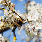 ...Frühling und Hummelflug