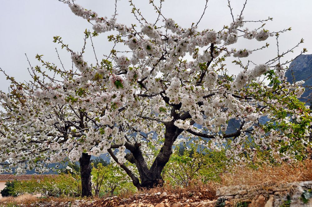 Frühling und Kirschblüten von Eberhard Drews 