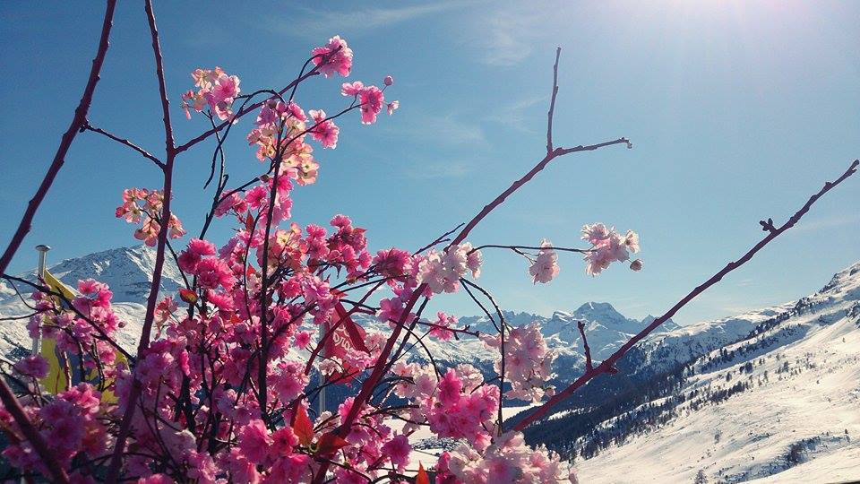 Frühling und Schnee