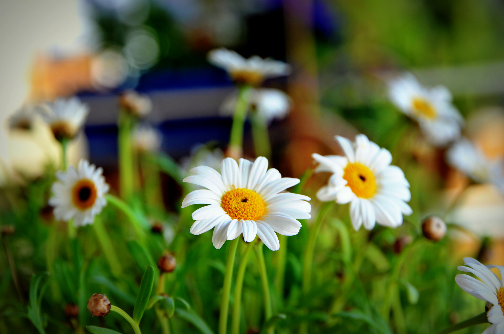 Frühling und seine Schönheit