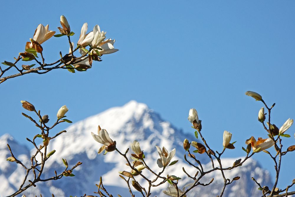 Frühling und Winter