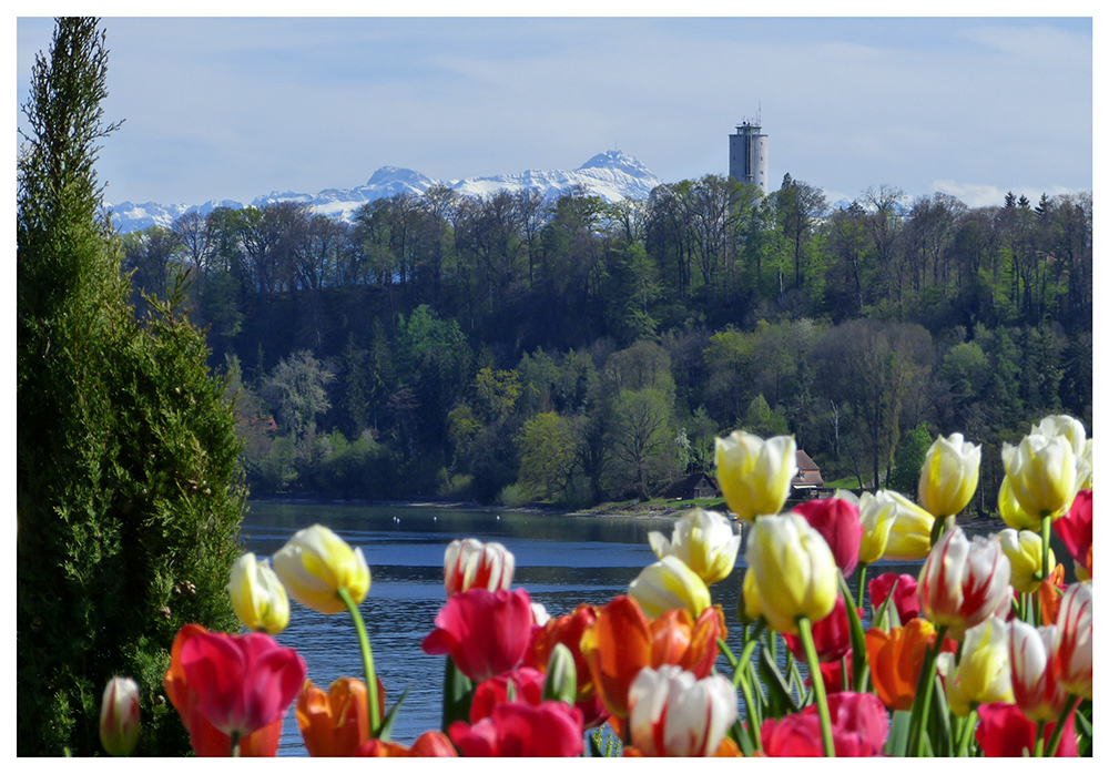 Frühling und Winter auf der Mainau, Mainau im April 2012