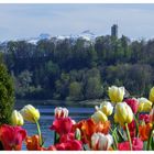 Frühling und Winter auf der Mainau, Mainau im April 2012