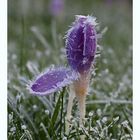 Frühling und Winter im kleinen Kampf