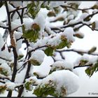 Frühling und Winter in Kombination