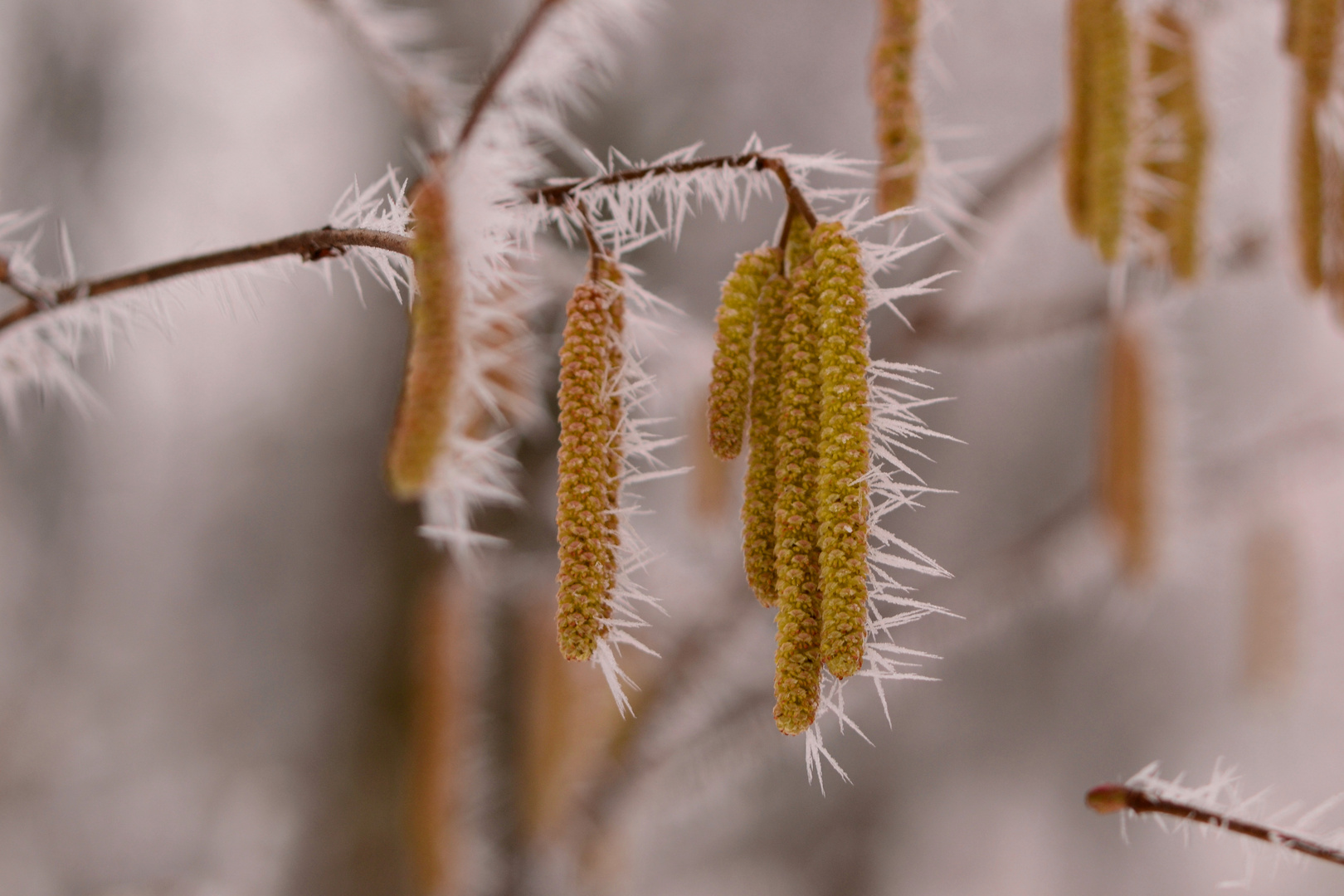 Frühling und Winter prallen hier heftig aufeinander