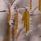 Frühling und Winter prallen hier heftig aufeinander