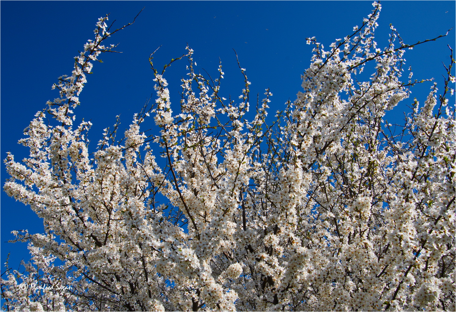 Frühling unter blauem Himmel