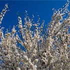 Frühling unter blauem Himmel