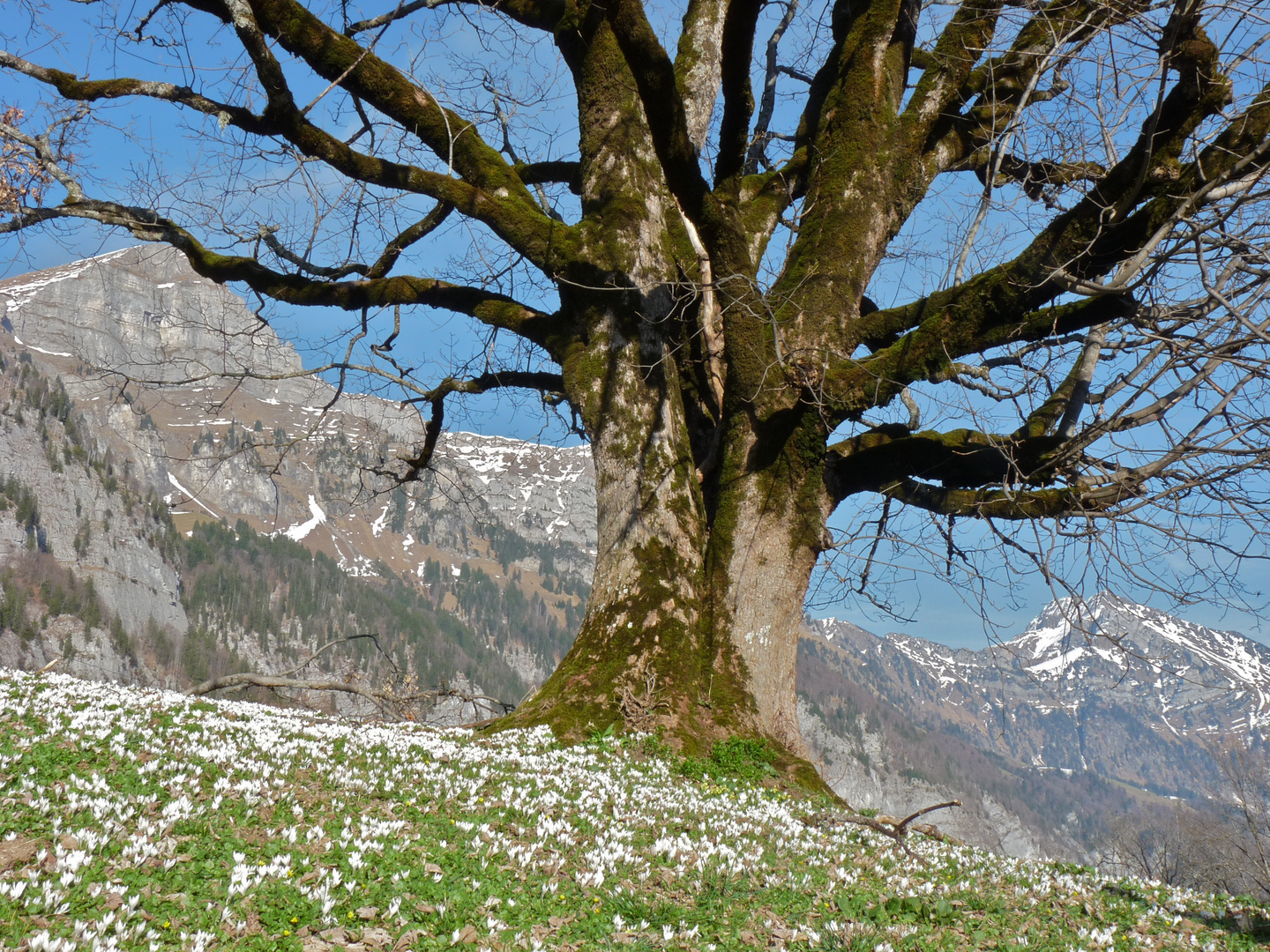 Frühling unter den Churfirstenwänden