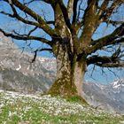 Frühling unter den Churfirstenwänden