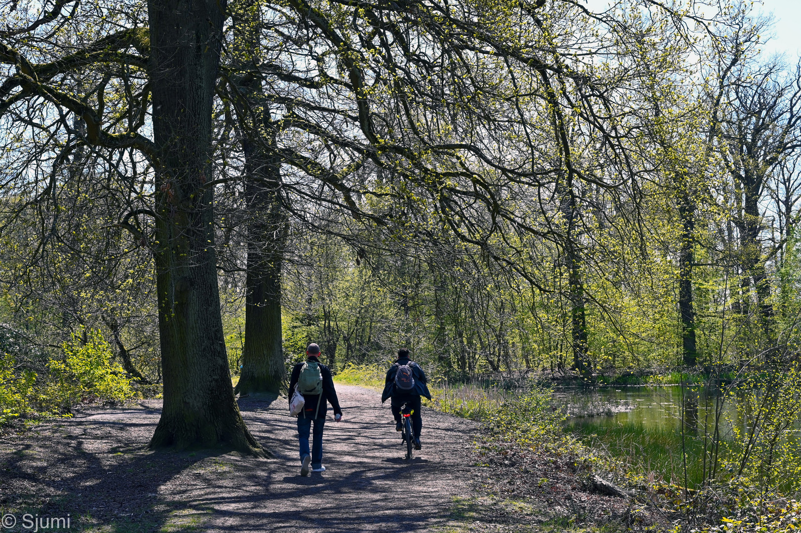 Frühling unter Eichen...