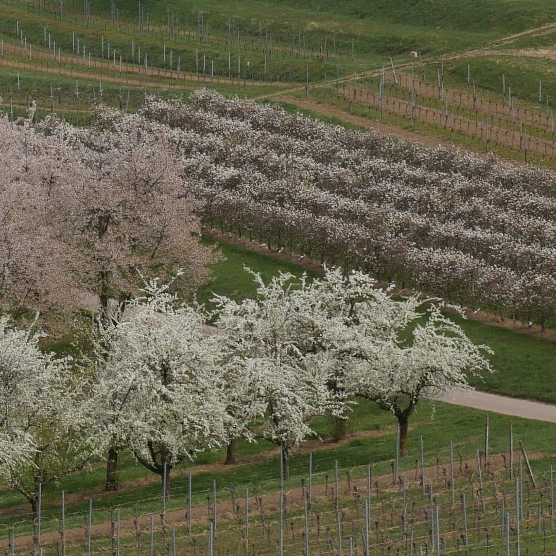 Frühling  unter-Wegs. Sanfte Töne