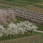 Frühling  unter-Wegs. Sanfte Töne