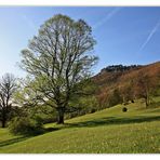 Frühling unterm Gelben Fels...