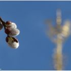 Frühling unterm Krönchen