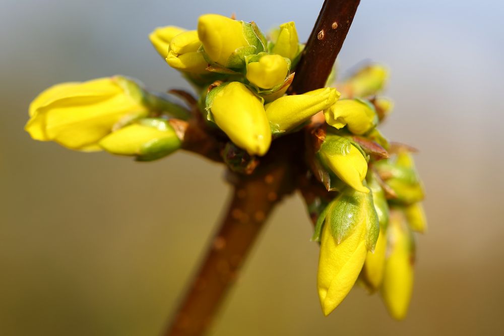 Frühling (V)