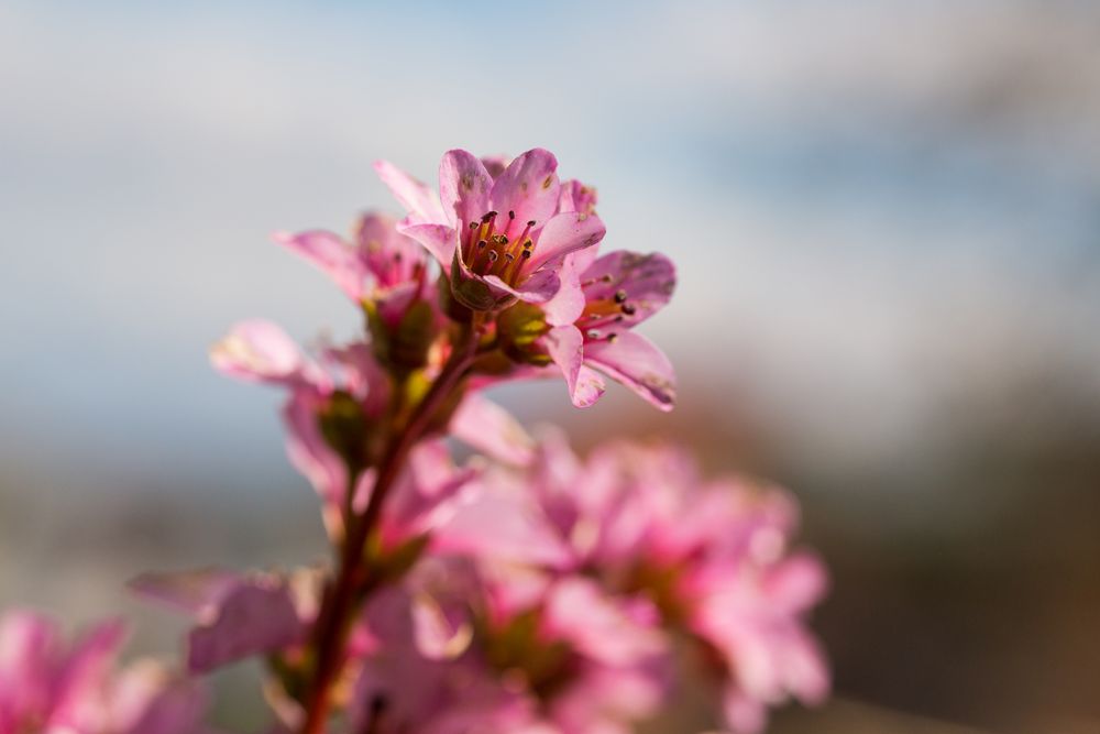 Frühling (V) - Bergenienblüte