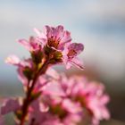 Frühling (V) - Bergenienblüte