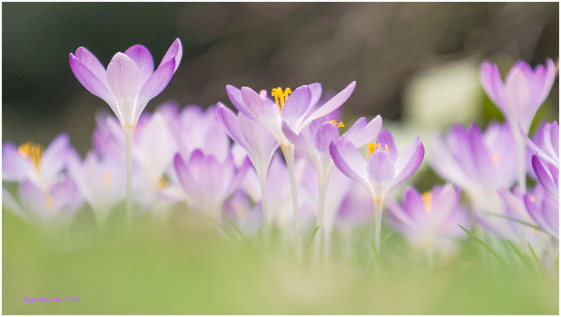 frühling V .......