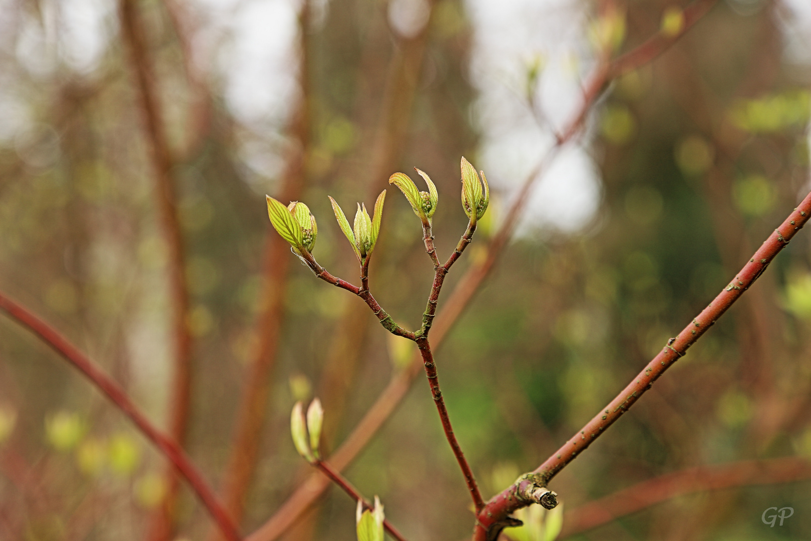 Frühling V