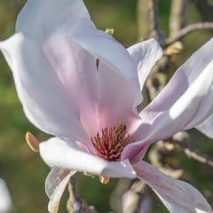 Frühling V