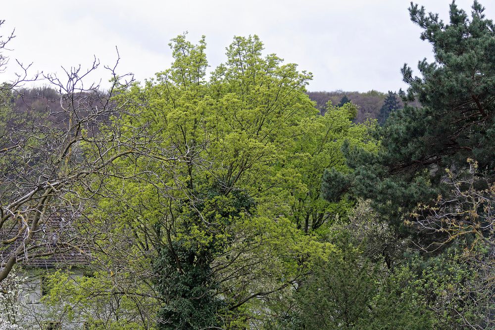 Frühling - Variationen in Grün