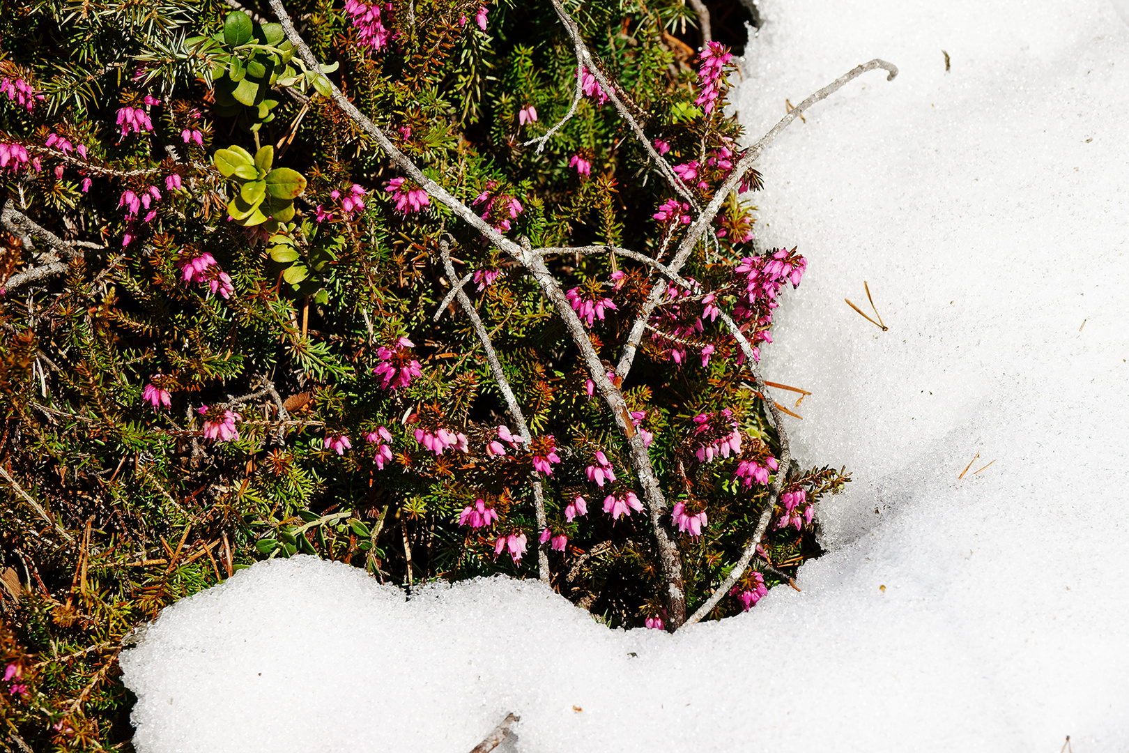 Frühling verdrängt Winter