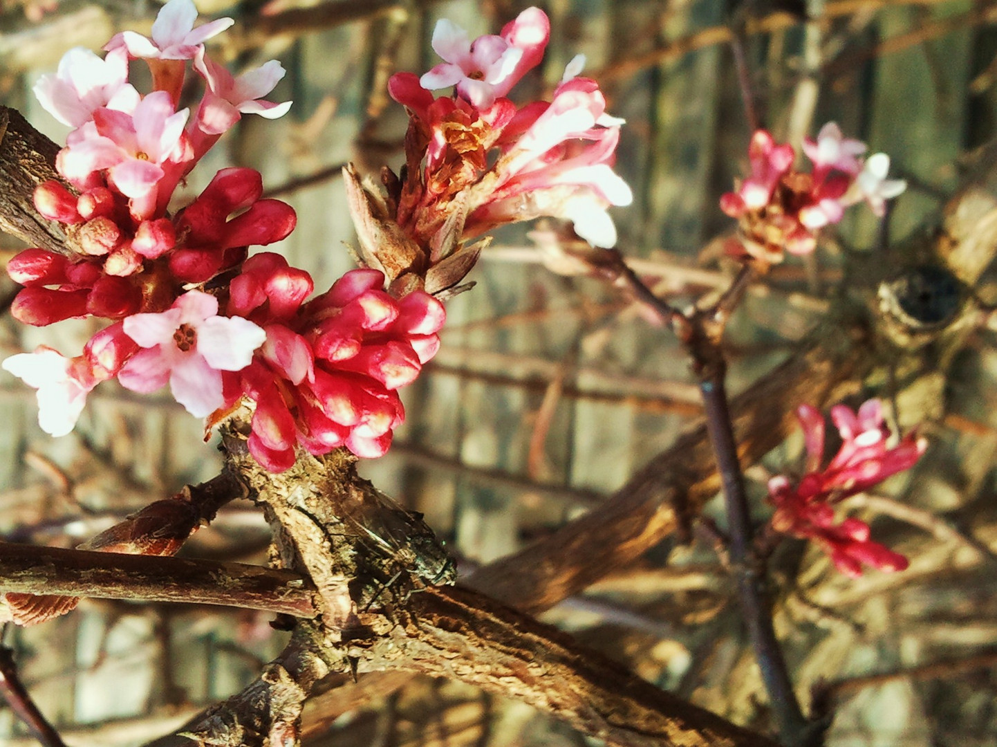 Frühling - versteckt und trotzdem entdeckt