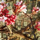 Frühling - versteckt und trotzdem entdeckt